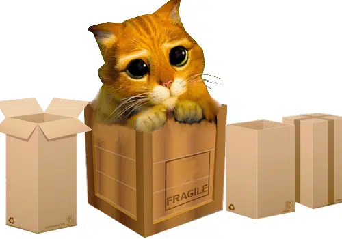 Comment déménager avec un chat ?