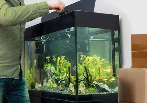 comment déménager un aquarium Comment déménager un aquarium ?