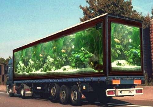 déménagement aquarium par professionnel