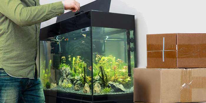 déménager un aquarium